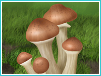 "Лесные грибы"