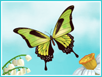 "Удивительные бабочки"